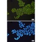 ORP150 Rabbit mAb ABZ1725