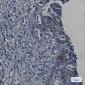 ORP150 Rabbit mAb ABZ1725