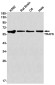 TRAF6 Rabbit mAb ABZ1726