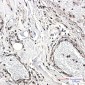CAB39 Rabbit mAb ABZ1733