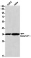 NDUFAF1 Rabbit mAb ABZ1735