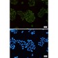 MEKK2 Rabbit mAb ABZ1737