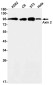 Axin 2 Rabbit mAb ABZ1739