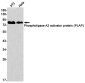 Phospholipase A2 Activator Protein Rabbit mAb ABZ1742
