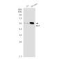 AKT Rabbit mAb ABZ1743