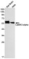 CaMKII alpha Rabbit mAb ABZ1746