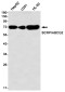 ABCG2 Rabbit mAb ABZ1751
