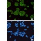 STUB1 Rabbit mAb ABZ1752