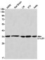 STUB1 Rabbit mAb ABZ1752
