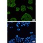 VPS4A Rabbit mAb ABZ1753