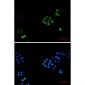 TPX2 Rabbit mAb ABZ1756