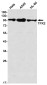 TPX2 Rabbit mAb ABZ1756