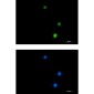 NUP50 Rabbit mAb ABZ1759