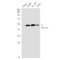NUP50 Rabbit mAb ABZ1759