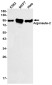 Argonaute 2 Rabbit mAb ABZ1760