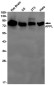 APPL Rabbit mAb ABZ1763