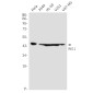 ING1 Rabbit mAb ABZ1764