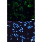 SLP2 Rabbit mAb ABZ1765