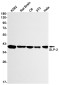 SLP2 Rabbit mAb ABZ1765