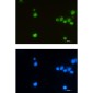 LEF1 Rabbit mAb ABZ1766