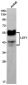LEF1 Rabbit mAb ABZ1766