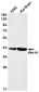 Wnt16 Rabbit mAb ABZ1772