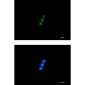 NXF1 Rabbit mAb ABZ1773