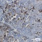 NXF1 Rabbit mAb ABZ1773