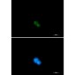 UBA2 Rabbit mAb ABZ1776