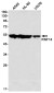 RNF14 Rabbit mAb ABZ1777