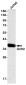 DcR2 Rabbit mAb ABZ1779