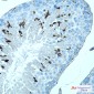 MAGEC2 Rabbit mAb ABZ1781