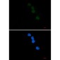 SAE1 Rabbit mAb ABZ1782