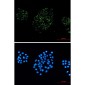 ACOX1 Rabbit mAb ABZ1784