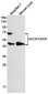 ACOX1 Rabbit mAb ABZ1784