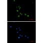 TLR2 Rabbit mAb ABZ1785