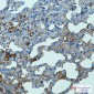 TLR2 Rabbit mAb ABZ1785
