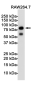 TLR2 Rabbit mAb ABZ1785
