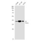 PIM2 Rabbit mAb ABZ1787