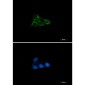 NDUFAF4 Rabbit mAb ABZ1789