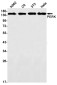 PERK Rabbit mAb ABZ1790
