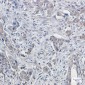 CDT2 Rabbit mAb ABZ1791