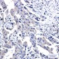 WWOX Rabbit mAb ABZ1793