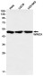 WWOX Rabbit mAb ABZ1793