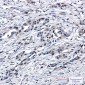 PEN2 Rabbit mAb ABZ1794
