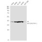 HIF1AN/FIH-1 Rabbit mAb ABZ1800