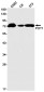 POT1 Rabbit mAb ABZ1802