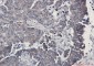 SIRT3 Rabbit mAb ABZ1803
