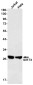 SIRT3 Rabbit mAb ABZ1803