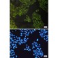 ATG3 Rabbit mAb ABZ1804